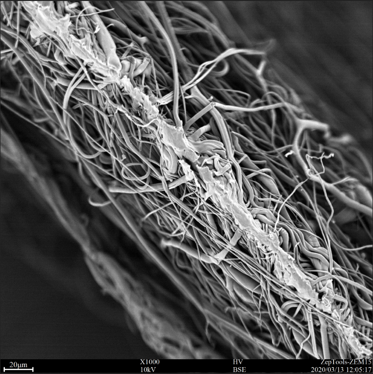 醫(yī)用口罩中間過(guò)濾層(熔噴布)截面的掃描電鏡圖 醫(yī)用口罩中間過(guò)濾層(熔噴布)截面的掃描電鏡圖