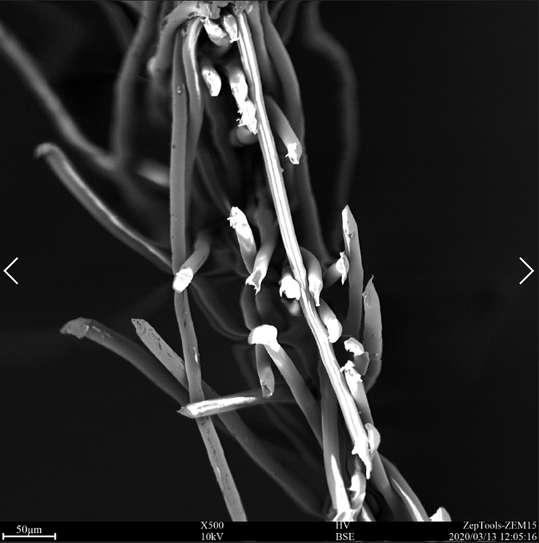 三無(wú)口罩中間層的截面掃描電鏡圖 三無(wú)口罩中間層的截面掃描電鏡圖