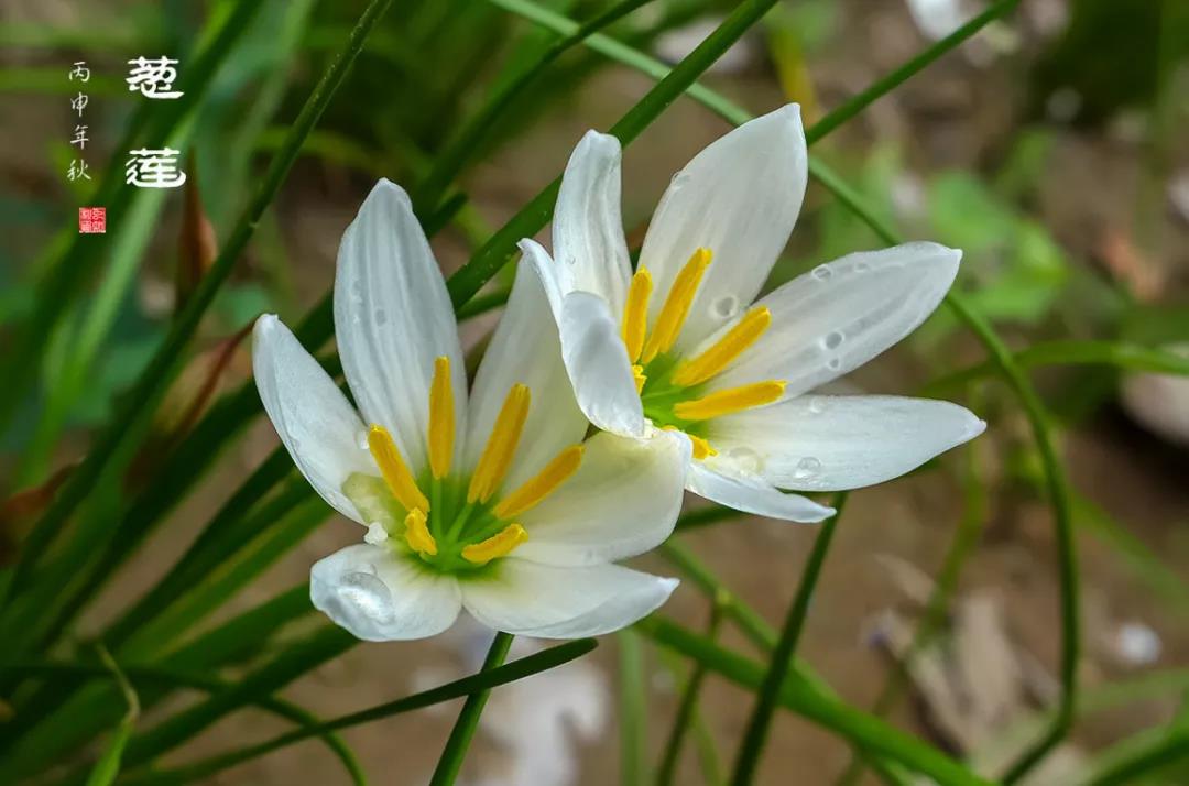 臺(tái)式掃描電鏡觀察樣品蔥蓮花 臺(tái)式掃描電鏡觀察樣品蔥蓮花