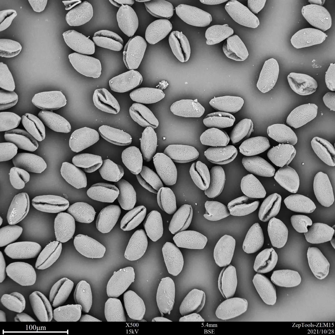 臺(tái)式掃描電鏡500倍下的蔥蓮花粉 臺(tái)式掃描電鏡500倍下的蔥蓮花粉
