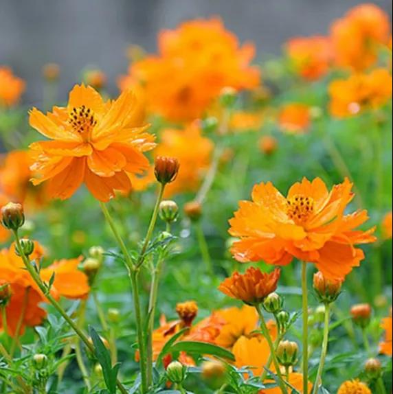 臺(tái)式掃描電鏡實(shí)驗(yàn)圖黃秋英 臺(tái)式掃描電鏡實(shí)驗(yàn)圖黃秋英