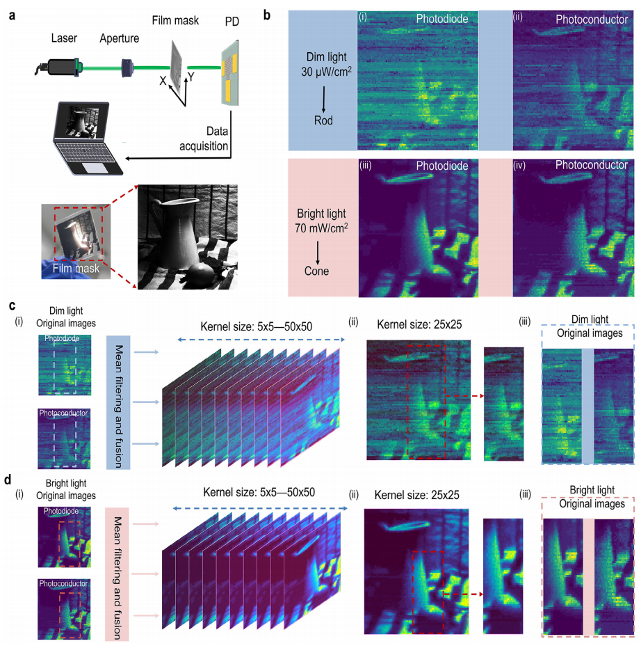 雙模光電探測器在單像素成像和圖像融合中的應用
