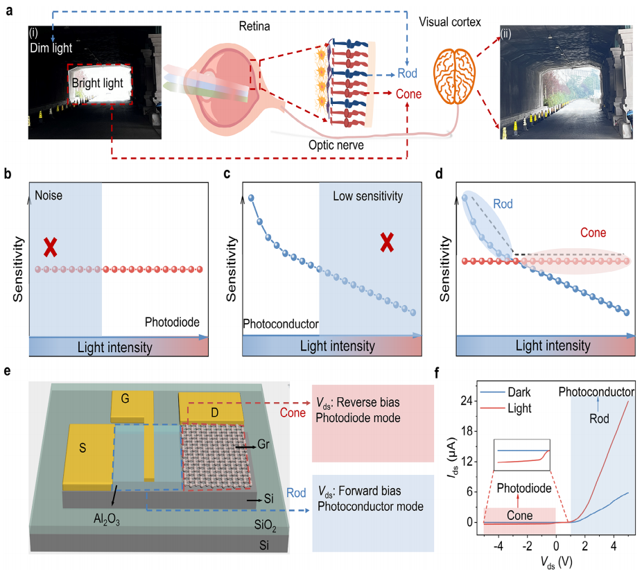 人類視覺機制的原理圖和視網(wǎng)膜桿狀/錐狀雙模光電探測器的設(shè)計