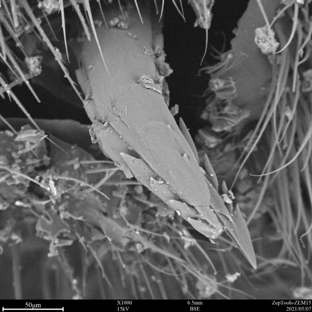 掃描電鏡觀察蜂針1000X 掃描電鏡觀察蜂針1000X