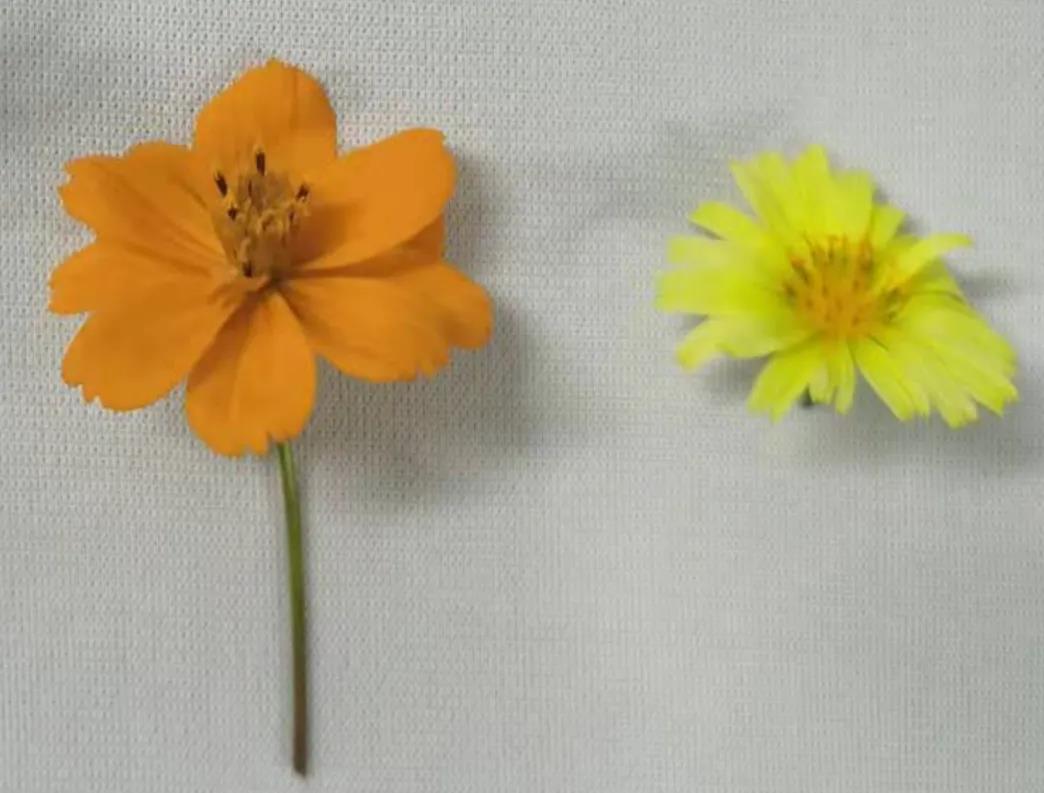 臺(tái)式掃描電鏡實(shí)驗(yàn)圖黃秋英和翅果菊樣品 臺(tái)式掃描電鏡實(shí)驗(yàn)圖黃秋英和翅果菊樣品