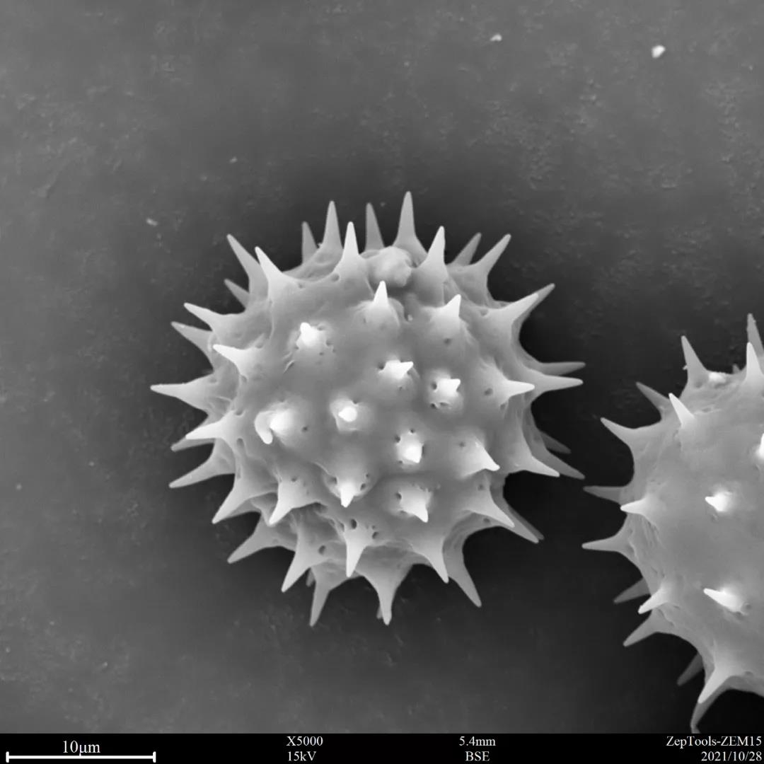 臺(tái)式掃描電鏡5000倍下的黃秋英花粉 臺(tái)式掃描電鏡5000倍下的黃秋英花粉