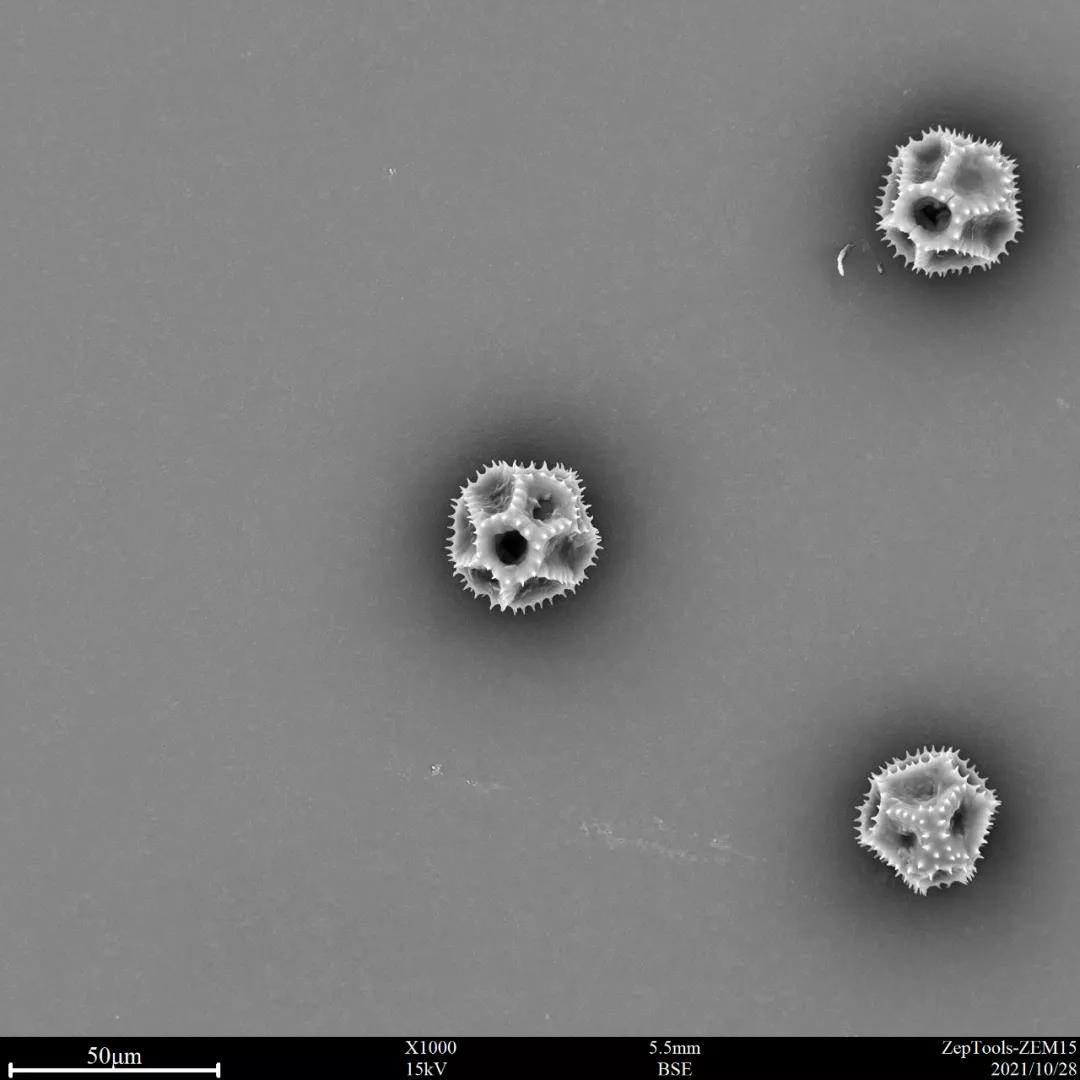 臺(tái)式掃描電鏡翅果菊花粉 臺(tái)式掃描電鏡翅果菊花粉